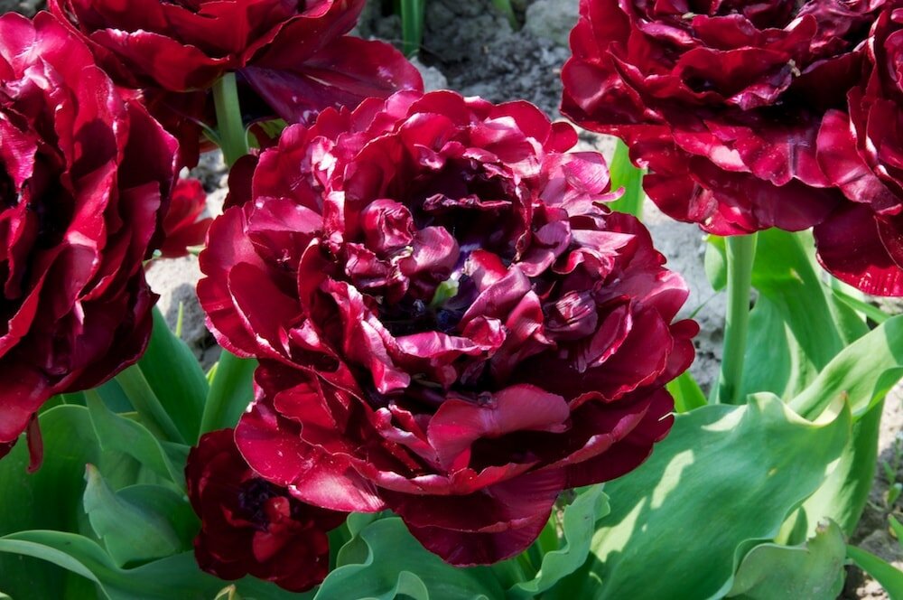 Tulpenveld, met vele verschillende tulpen (bij Venhuizen)